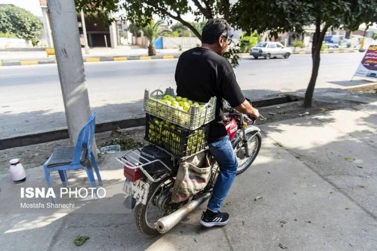 تصاویر از انجیر,عکس های انجیر,تصاویری از برداشت انجیر در گلوگاه