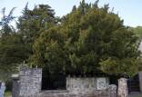 درخت,سمی‌ترین درخت جهان