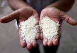 برنج پاکستانی,فروش برنج پاکستانی بجای برنج ایرانی در مازندران