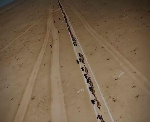 شتر شتر,طولانیترین کاروان شتر در قزاقستان