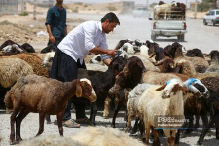 قیمت جدید دامزنده قیمت جدید دامزنده,قیمت گوسفند و گوساله ,بازار فروش دام زنده
