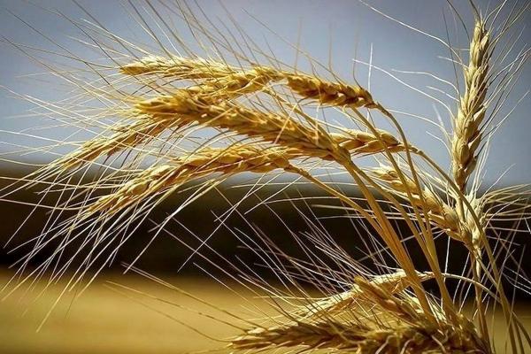 گندم گندم,قیمت نهایی گندم