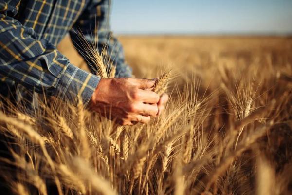 گندم گندم,قیمت خرید تضمینی گندم