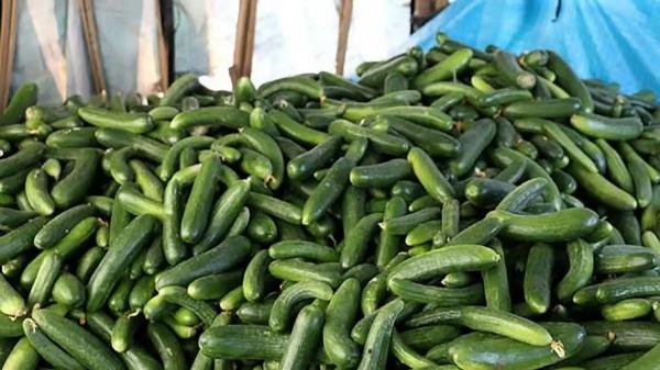 خیار و کاهو,قیمت خیار و کاهو