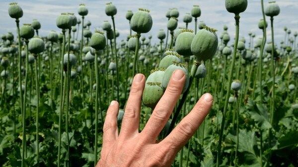 خشخاش,کشت خشخاش در ایران