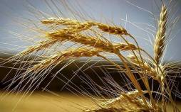 گندم,قیمت نهایی گندم