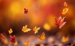 پاییز امسال دیرتر شروع میشود پاییز,پاییز 1404