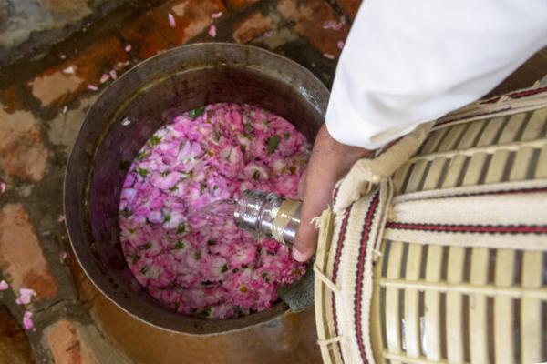 گل محمدی,ثبت گل محمدی به نام عربستان در یونسکو
