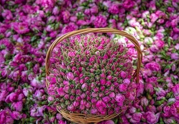 گل محمدی,ثبت گل محمدی به نام عربستان در یونسکو