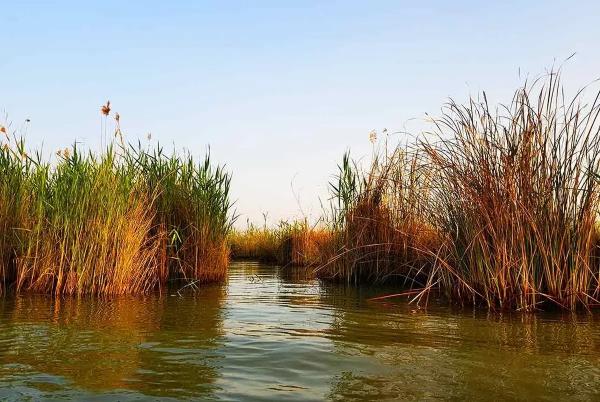 تالاب شادگان,خشک شدن تالاب شادگان