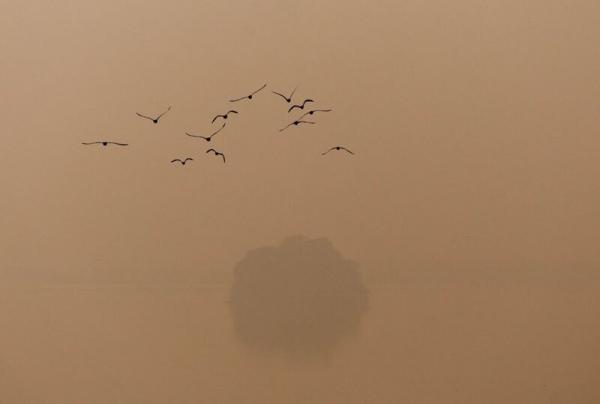 تظاهرات در شهر دهلی در اعتراض به آلودگی هوا,اعتراضات در هند