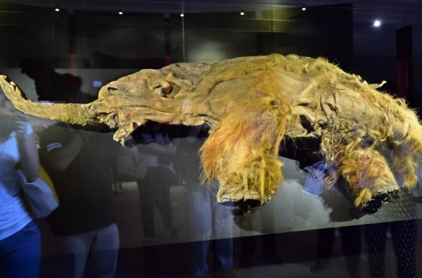 ماموت ماموت,قدیمیترین توالی RNA جهان