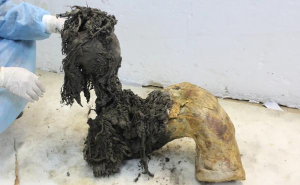 ماموت ماموت,قدیمیترین توالی RNA جهان