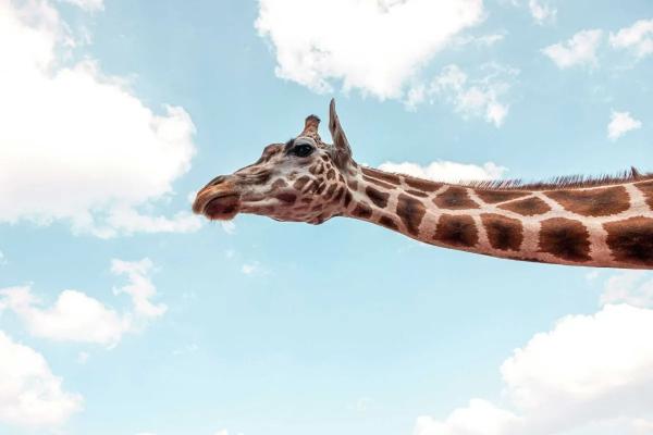 زرافه زرافه,گردن زرافه