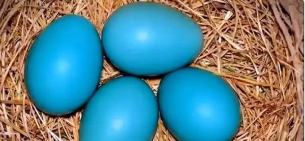 تخم مرغ آبی تخم مرغ آبی,تخم مرغ لاکچری آبی