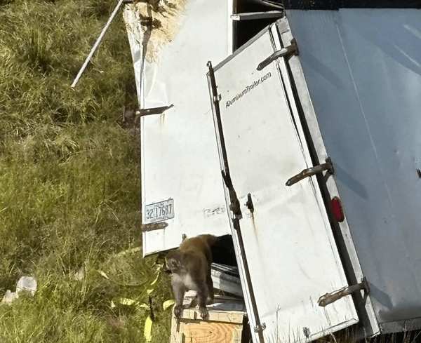 واژگونی کامیون حامل میمونهای مبتلا به ویروسهای خطرناک در آمریکا واژگونی کامیون حامل میمونهای مبتلا به ویروسهای خطرناک در آمریکا,میمون های حاوی ویروس