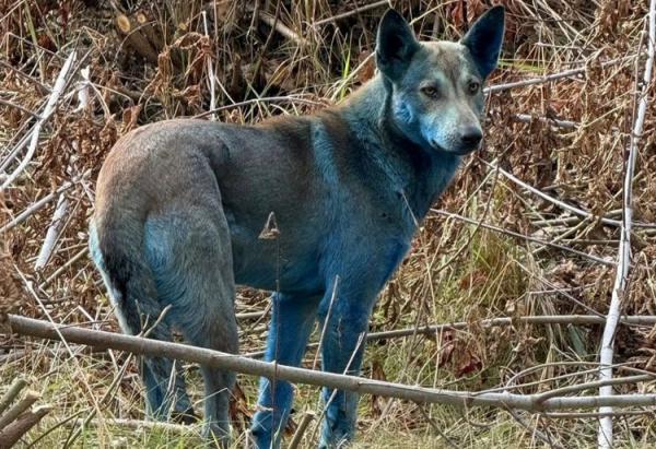 سگ آبی رنگ,ماجرای سگ‌های آبی‌رنگ در شهر متروکۀ چرنوبیل
