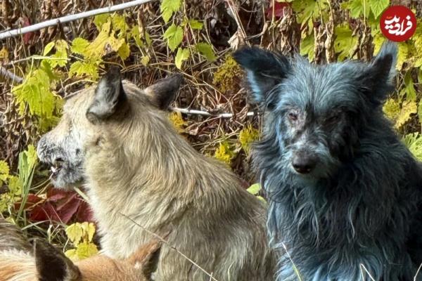 سگ آبی رنگ,ماجرای سگ‌های آبی‌رنگ در شهر متروکۀ چرنوبیل