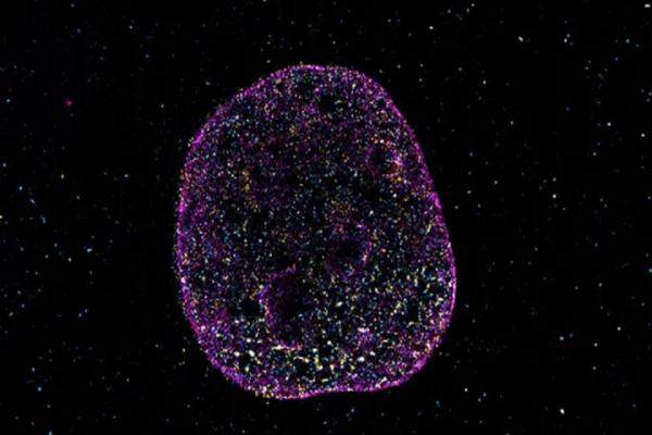 زبان دوم حیات زبان دوم حیات,کشف زبان دوم حیات