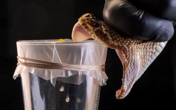 مار مار,تولید پادزهری برای درمان سم ۱۷ مار مرگبار