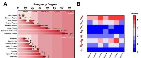زبان مصنوعی زبان مصنوعی,اختراع زبان مصنوعی برای سنجش تندی غذا