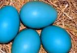 تخم مرغ آبی,تخم مرغ لاکچری آبی