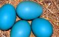 تخم مرغ آبی,تخم مرغ لاکچری آبی
