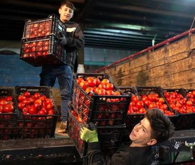 گوجه فرنگی,قیمت گوجه فرنگی