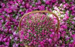 گل محمدی,ثبت گل محمدی به نام عربستان در یونسکو