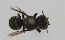 کشف زنبوری با «شاخهای شیطانی» با نام لوسیفر در استرالیا زنبور,زنبور با شاخهای شیطانی