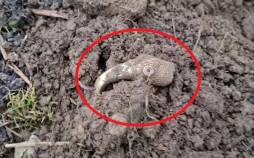 کلاغ طلایی,کشف کلاغ طلایی