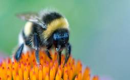 زنبورها میتوانند خواندن «کد مورس» را یاد بگیرند زنبور,یادگیری کد مورس توسط زنبور