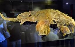 قدیمیترین توالی RNA جهان در ماموت پشمالوی 40 هزار ساله کشف شد ماموت,قدیمیترین توالی RNA جهان