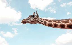 چرا زرافهها علاوه بر گردن، پاهای بسیار بلند نیز دارند؟ زرافه,گردن زرافه