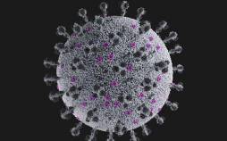 کرونا تیغی,جزییات شیوع کرونای XFG یا تیغی در ایران