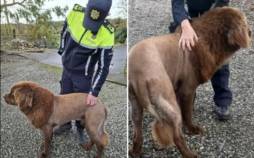 ماجرای یک ویدئوی وایرال؛ سگی که تبدیل به شیر شد شیر وحشی,شیر وحشی رهاشده در جنگلهای شرق شهرستان کلر در ایرلند