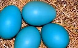تخم مرغ لاکچری آبی در بازار ایران؛ قیمت هر عدد ۵۰ هزار تومان ناقابل! تخم مرغ آبی,تخم مرغ لاکچری آبی