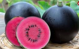 گرانترین میوههای جهان؛ از مِلون ژاپنی تا آناناس انگلیسی میوه,گرانترین میوههای جهان