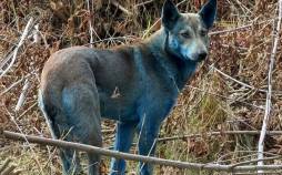 سگ آبی رنگ,ماجرای سگ‌های آبی‌رنگ در شهر متروکۀ چرنوبیل