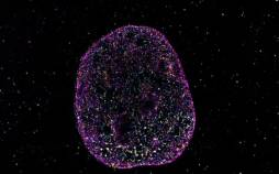 زبان دوم حیات کشف شد زبان دوم حیات,کشف زبان دوم حیات