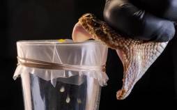 مار,تولید پادزهری برای درمان سم ۱۷ مار مرگبار