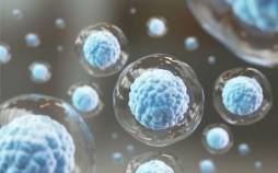 کشف محققان ژاپنی: سرکوب این پروتئین میتواند پیری را در سطح سلولی معکوس کند پروتئین,سرکوب یک نوع پروتئین برای معکوس کردن پیری