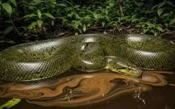 بزرگترین مار جهان کشف شد مار,بزرگترین مار جهان