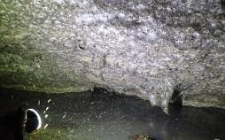 بزرگ‌ترین تار عنکبوت جهان,عنکبوت