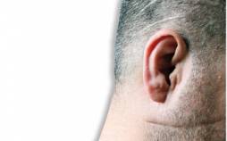 شرخرها در فضای مجازی جولان میدهند شرخر,شرخر مجازی