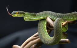 ویژگی شگفتانگیز ادرار مار ؛ راهی برای درمان بیماریهای انسان