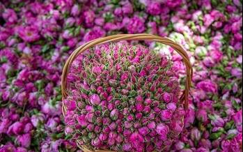 گل محمدی,ثبت گل محمدی به نام عربستان در یونسکو