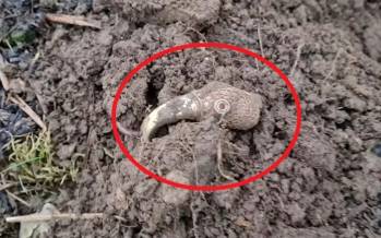 کلاغ طلایی,کشف کلاغ طلایی