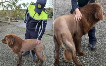 شیر وحشی,شیر وحشی رهاشده در جنگل‌های شرق شهرستان کلر در ایرلند