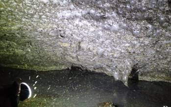 بزرگ‌ترین تار عنکبوت جهان,عنکبوت